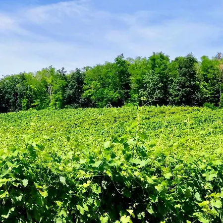 לינה וארוחת בוקר Antmann Bor Terasz Szallas 3*